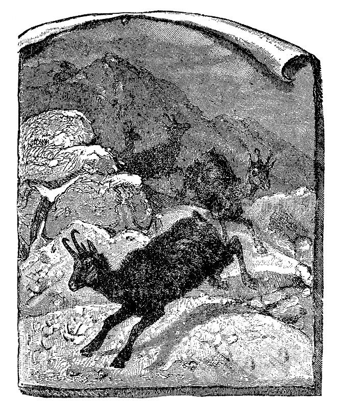 高山岩羚羊(Rupicapra Rupicapra) - 19世纪